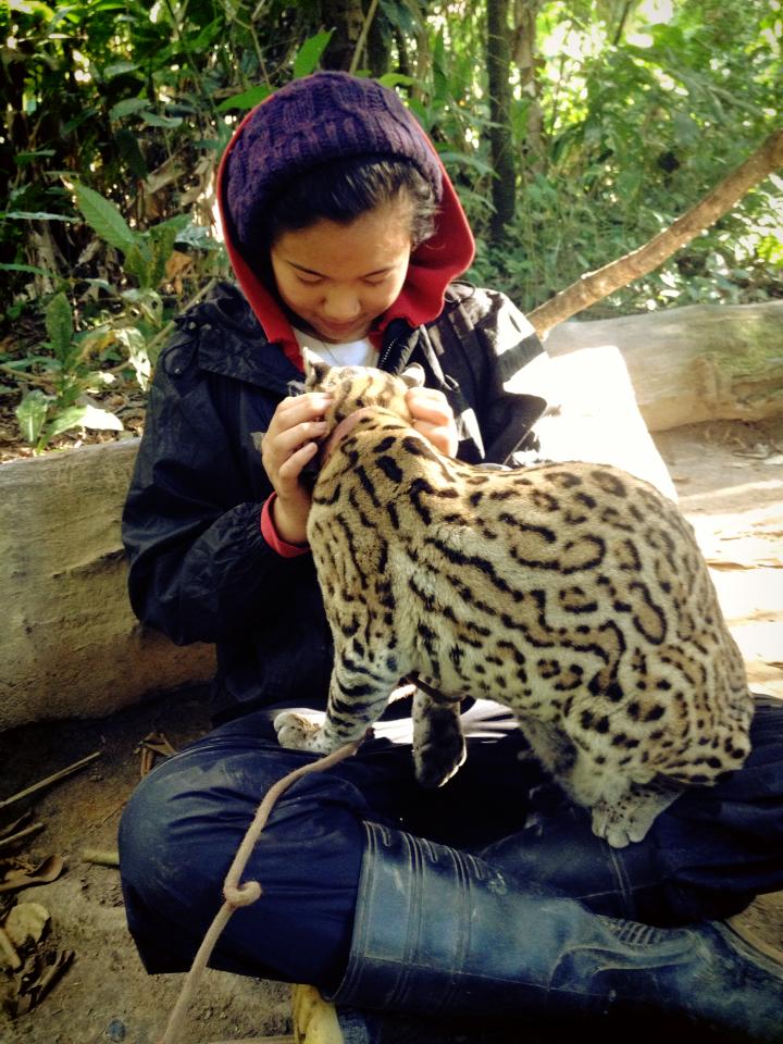 3 weeks volunteering in the Bolivian Amazon rainforest looking after a rescued ocelot, 2013