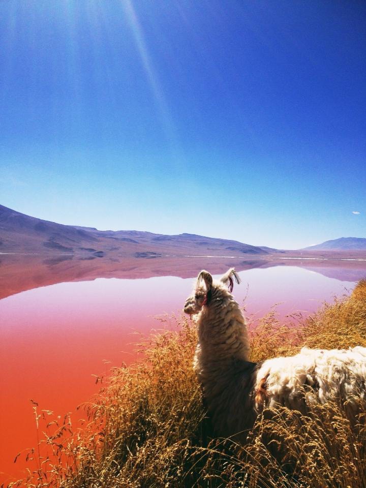 Laguna Colorada, Bolivia 2013